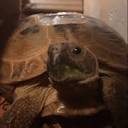 The Tortoise Keeper