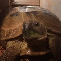 The Tortoise Keeper