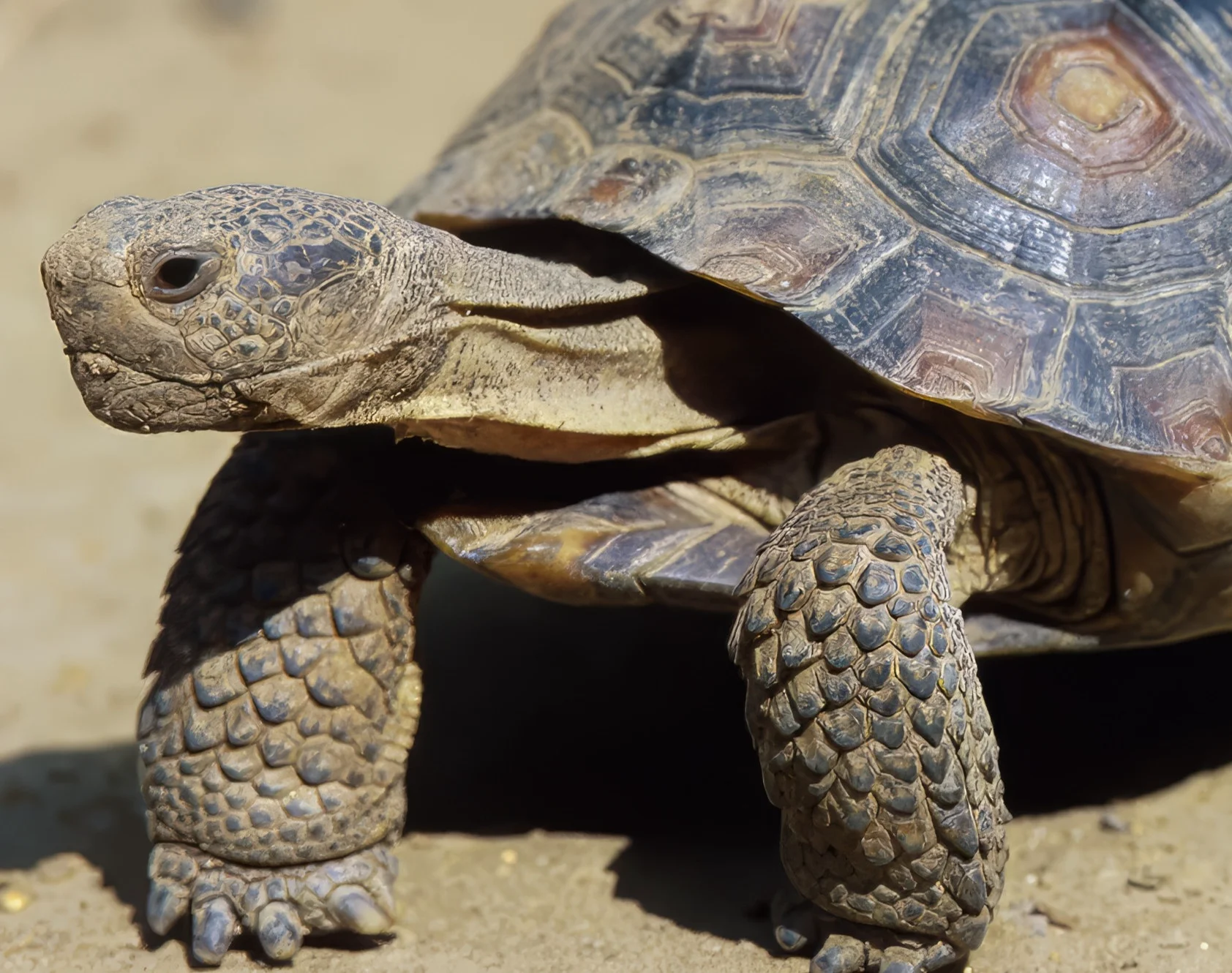 The Tortoise Trust