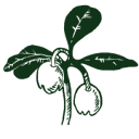 Wintergreen Botanicals